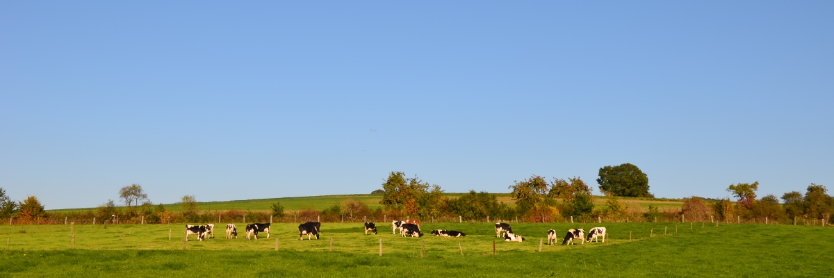 Grün, blau und mehr
